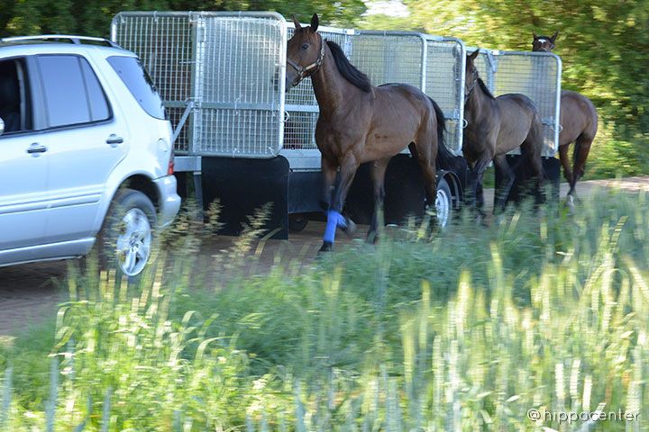 hippo training pour chevaux