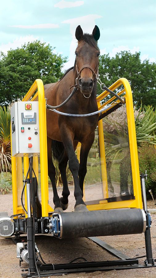 Équipement du cheval d'occasion