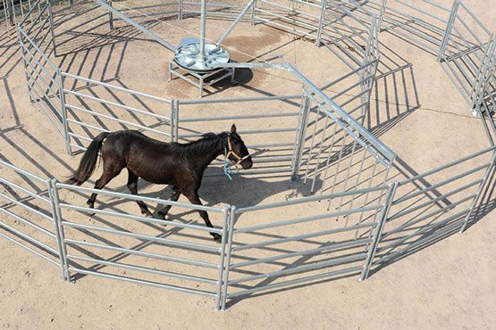 marcheur pour chevaux non couvert