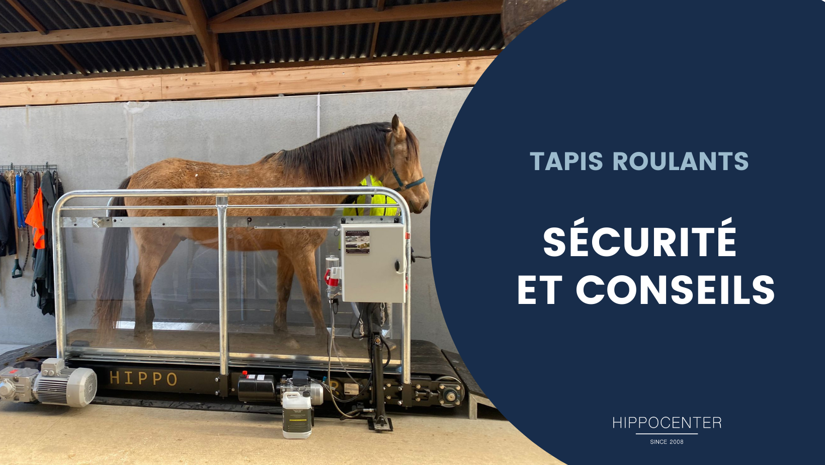 Cheval sur un tapis roulants d'entrainement