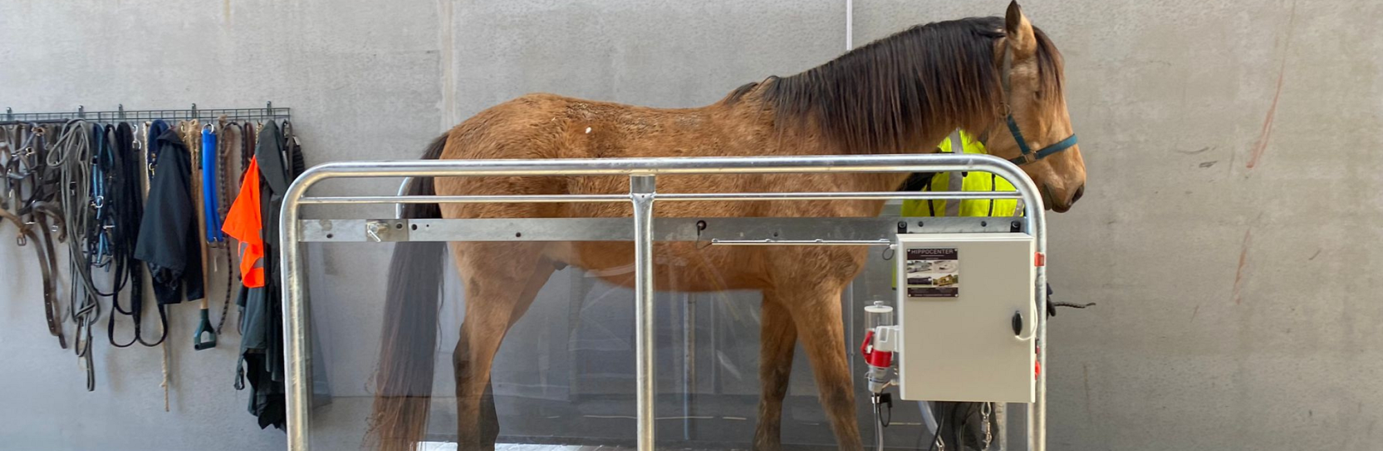 cheval sur un tapis roulant d'entrainement