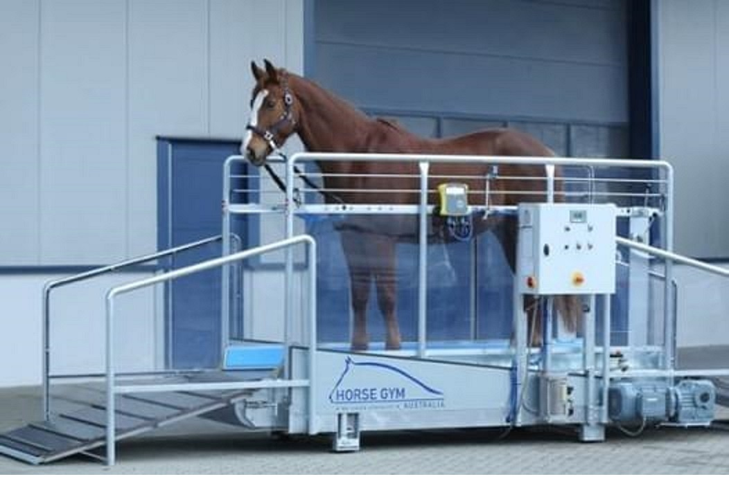 marcheur chevaux occasion Cinosural International School